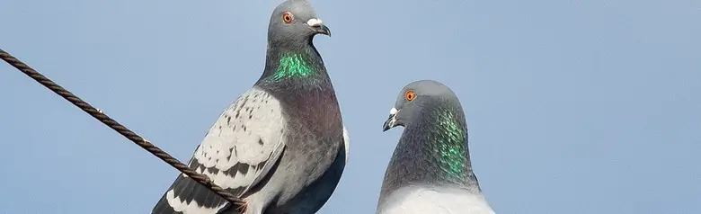 Pigeon biset. Deux pigeons assis sur un fil. Dos et ailes gris avec deux épaisses bandes transversales noires sur le dessus des ailes. Yeux orange.