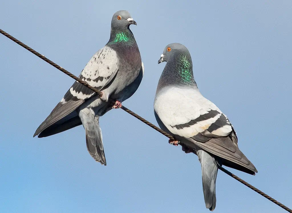 Pigeon biset. Deux pigeons assis sur un fil. Dos et ailes gris avec deux épaisses bandes transversales noires sur le dessus des ailes. Yeux orange.