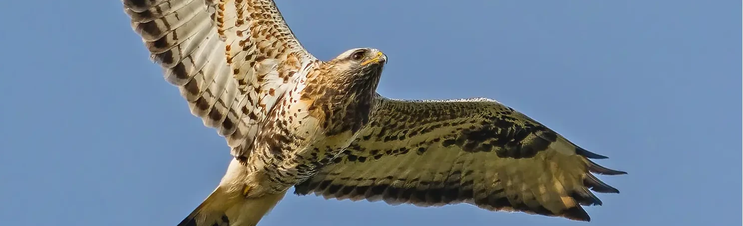Buse pattue. Vu du dessous vers le ciel. ysere Plumage clair. L'oiseau a une queue blanche avec un bord arrière sombre.