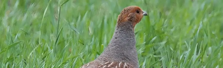Perdrix grise. Promenade dans les champs. Le dos rayé de brun se camoufle bien dans l'herbe. La poitrine est grise avec un motif fin et la tête est brun-orange.