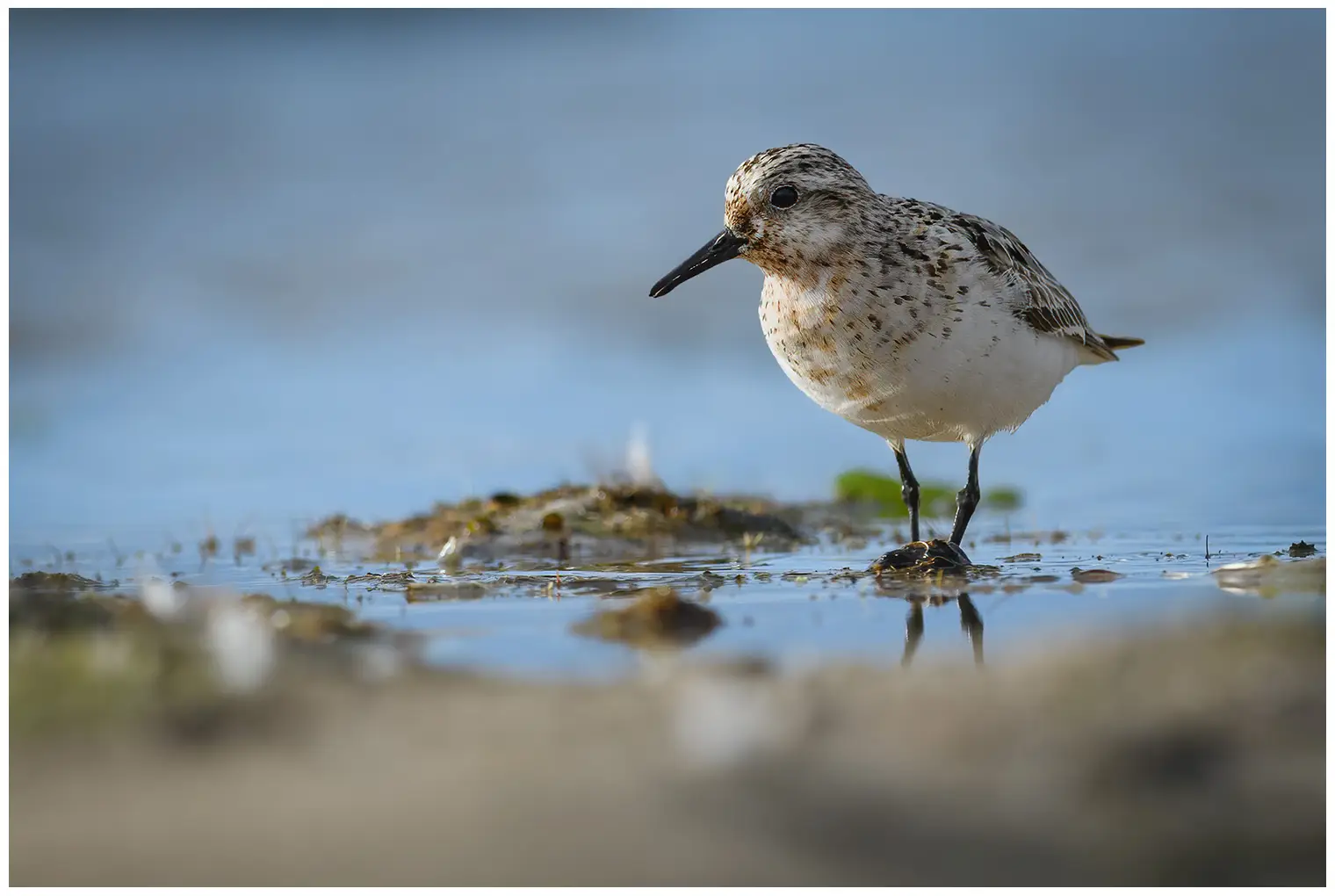 Bécasseau sanderling