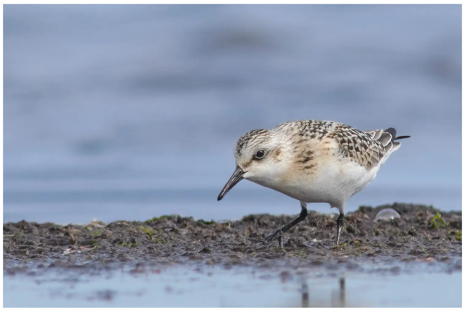 Bécasseau sanderling