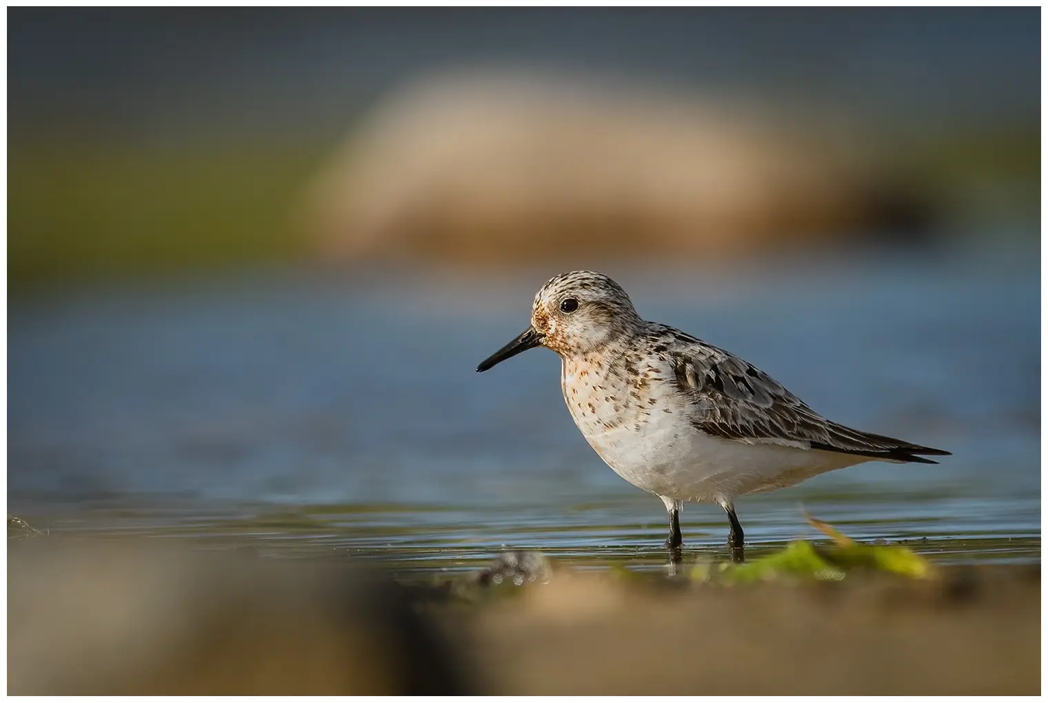 Bécasseau sanderling
