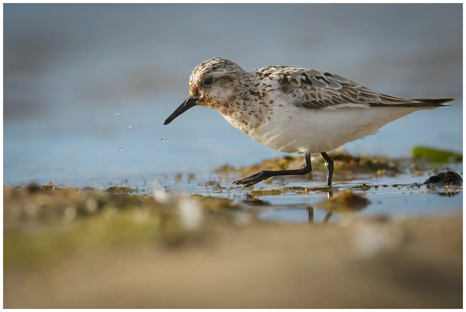 Bécasseau sanderling