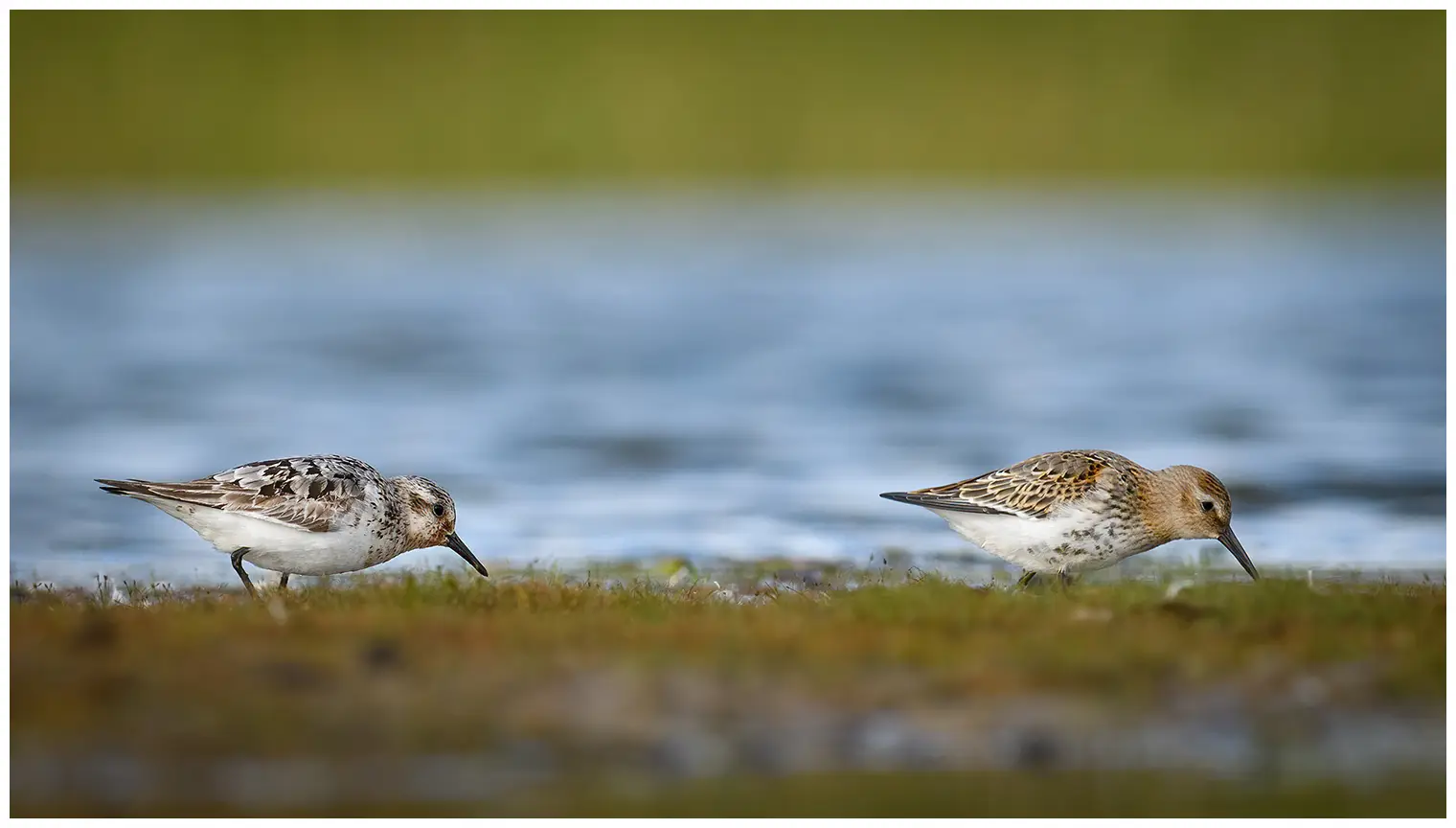 Bécasseau sanderling