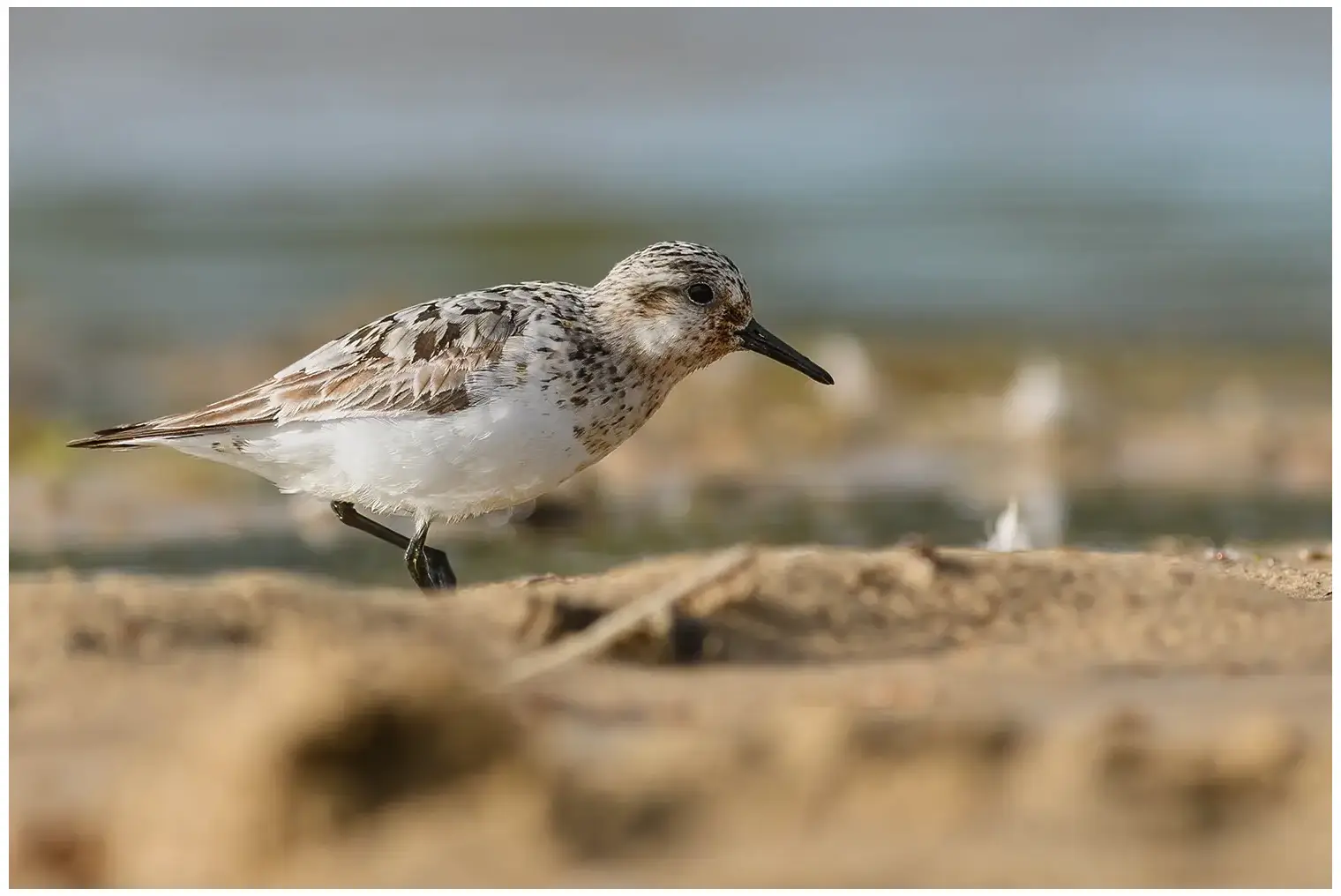 Bécasseau sanderling