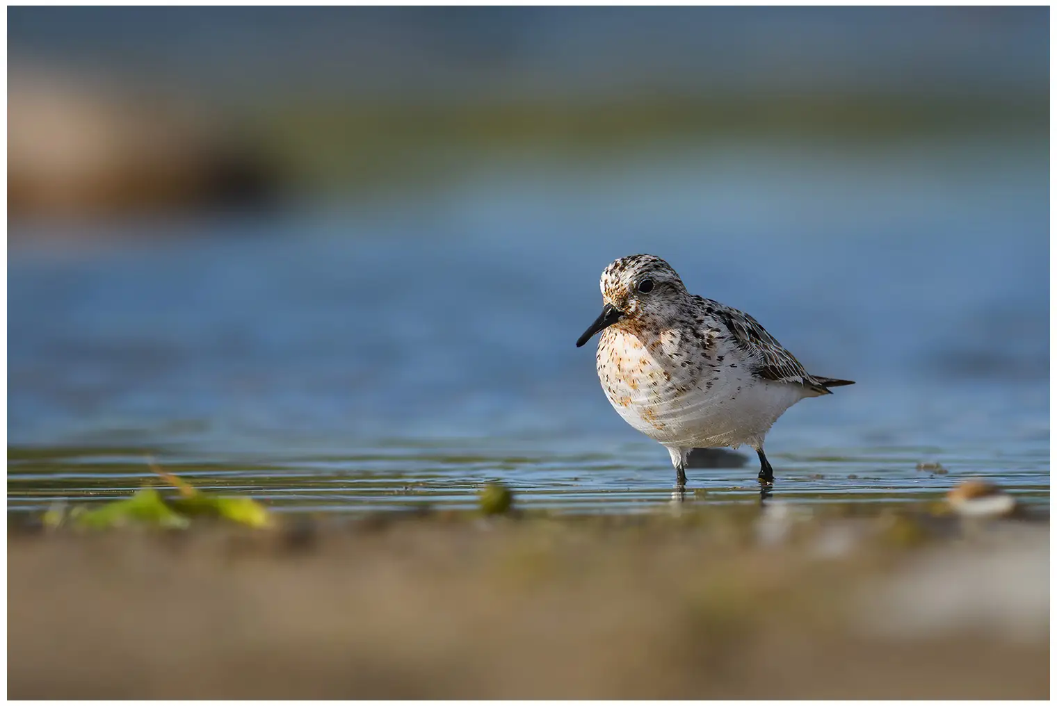 Bécasseau sanderling