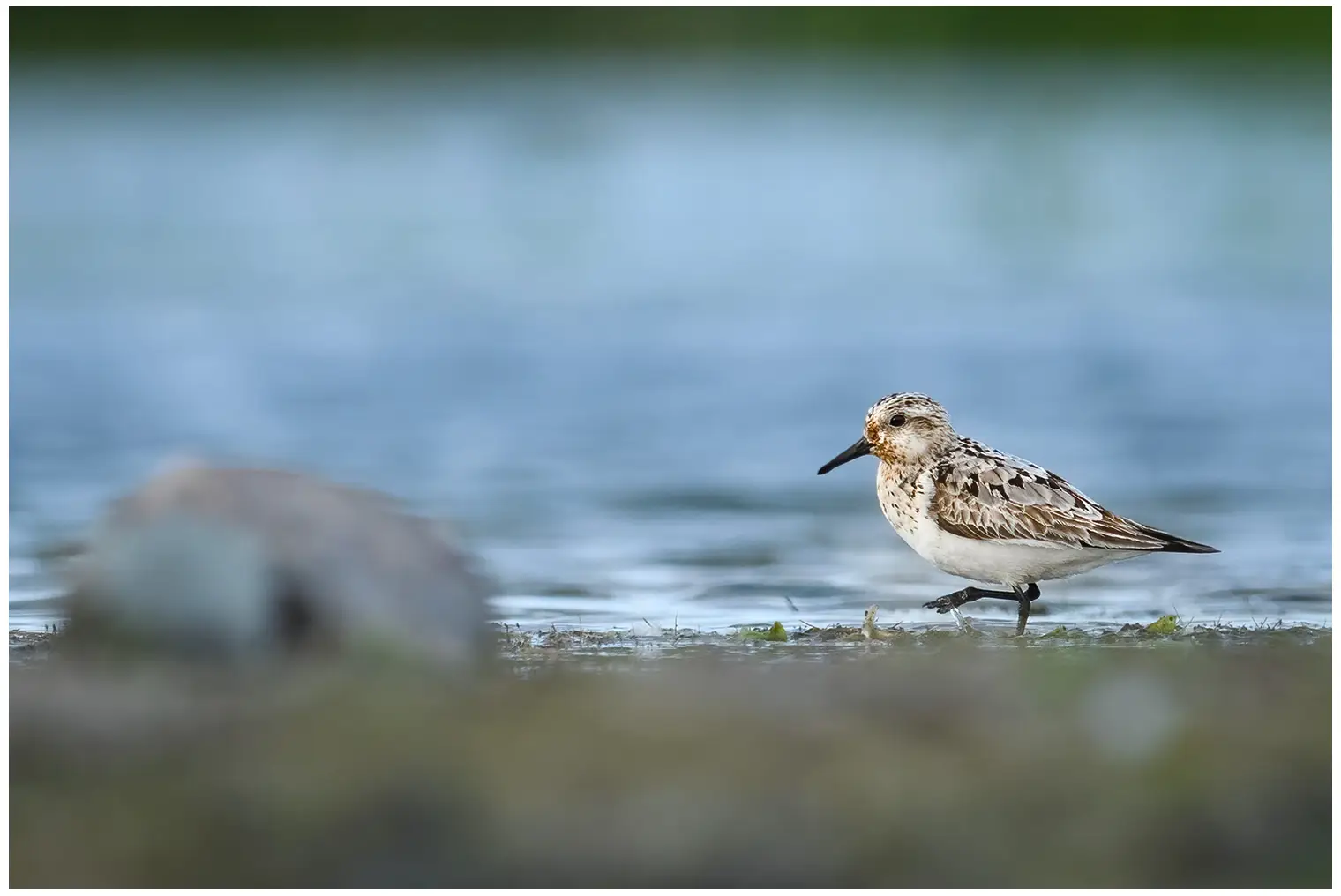 Bécasseau sanderling