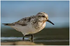 Bécasseau sanderling