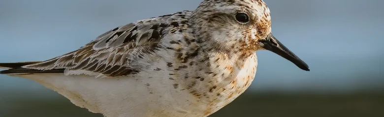 Bécasseau sanderling