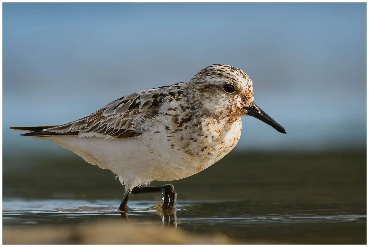 Bécasseau sanderling