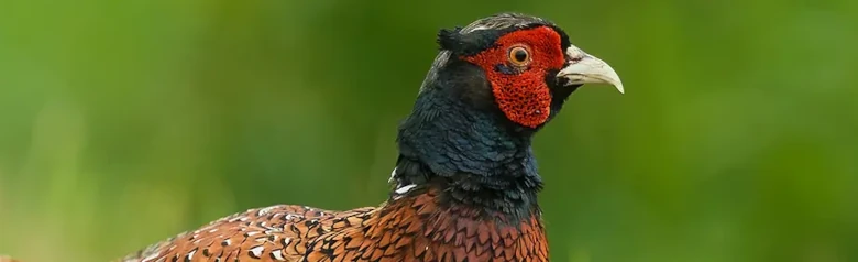 Faisan de Colchide. Le faisan mâle est facilement reconnaissable à son plumage brun-rouge brillant et à sa face rouge.