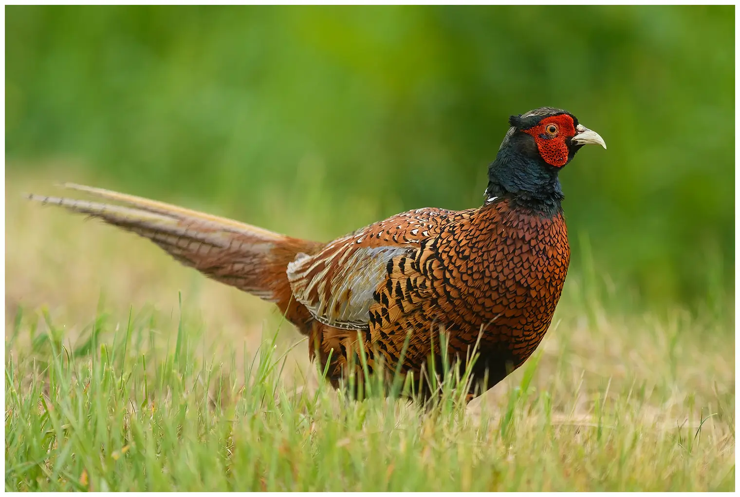 Faisan de Colchide. Le faisan mâle est facilement reconnaissable à son plumage brun-rouge brillant et à sa face rouge.
