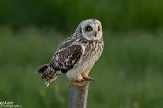Hibou des marais