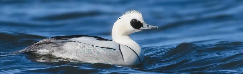 Harle piette. Le mâle est en magnifique plumage, porté d'octobre à mai, blanc avec une tache noire près de l'œil et sur le cou.