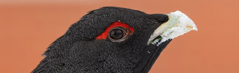Grand Tétras. Ici, on ne voit que la tête noire, où les plumes au-dessus de l'œil sont rouges.