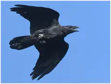 Grand Corbeau
