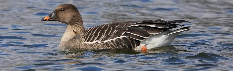 Oie des moissons. Couché sur l'eau. Les pattes sont orange, tout comme le bec, qui présente également des marques noires.