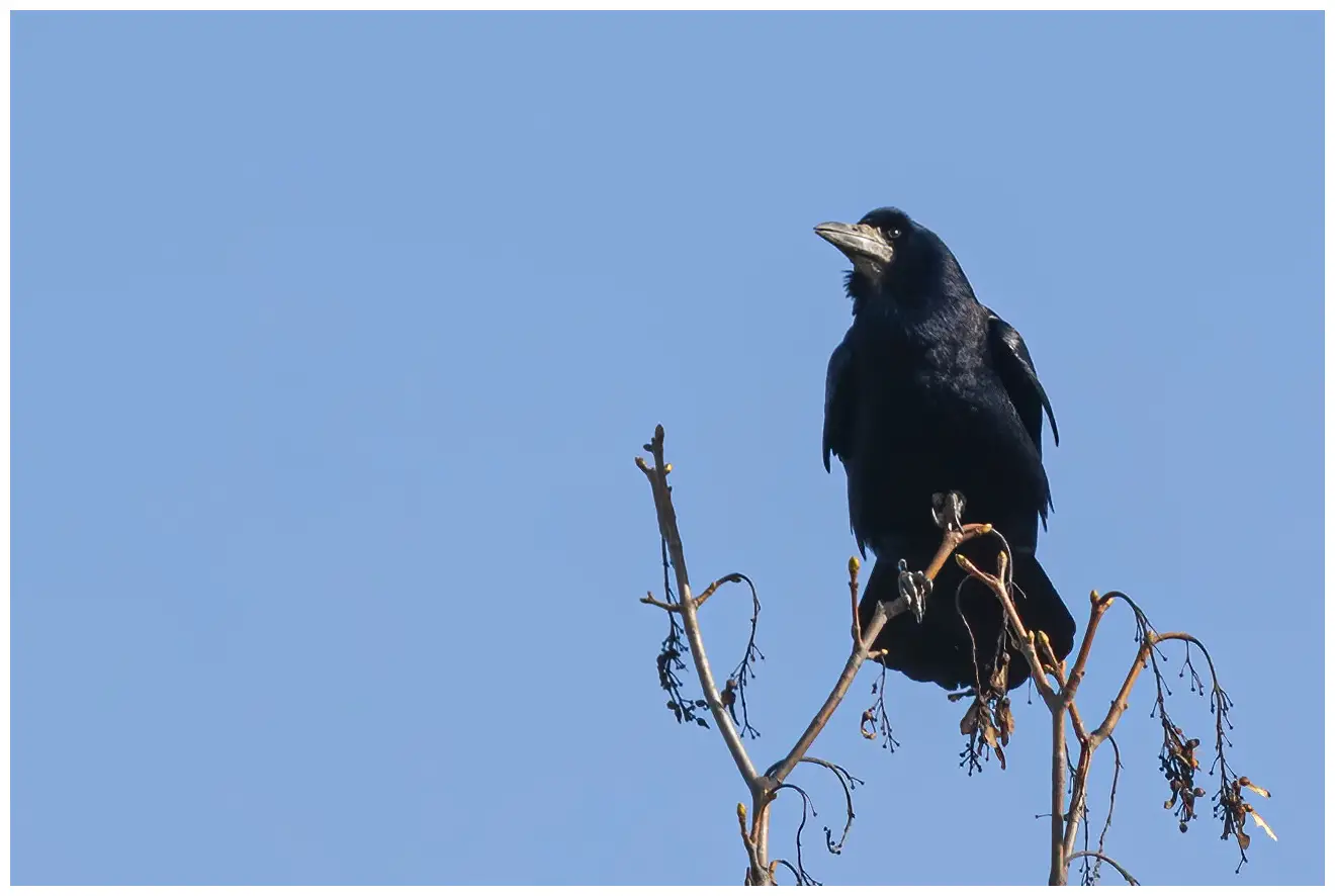Corbeau freux