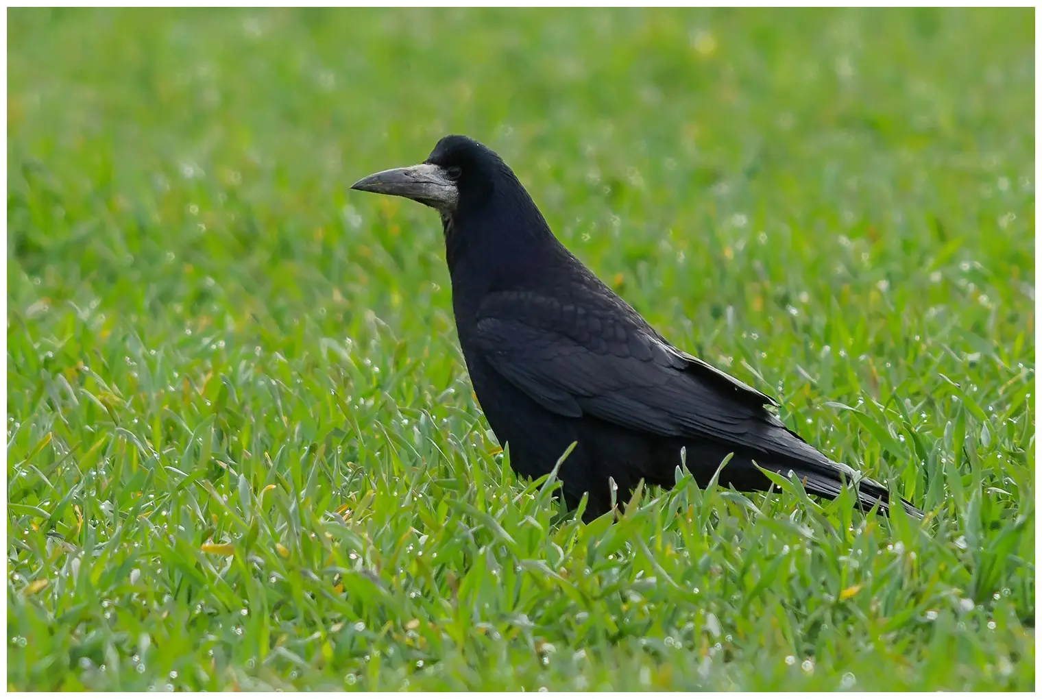 Corbeau freux