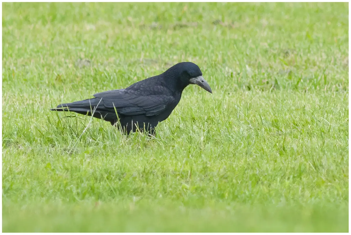 Corbeau freux
