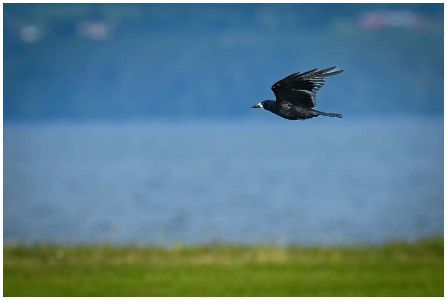 Corbeau freux