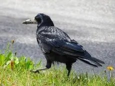 Corbeau freux