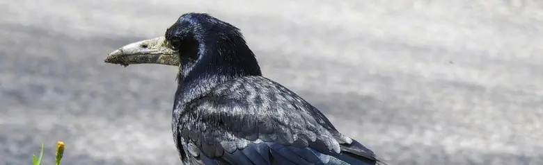 Corbeau freux. Entièrement noir avec des tons bleutés. Bec gris clair, qui paraît très long en raison de la peau grise nue qui entoure l'extrémité du bec.