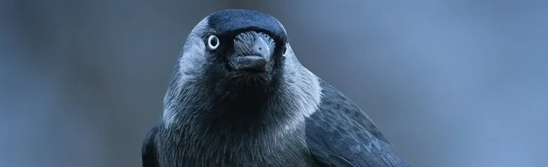Choucas des tours. Noir avec un cou et des joues gris clair, il a des yeux clairs qui se détachent sur le pourtour des yeux noirs.