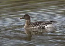Oie de la toundra