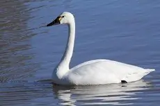 Cygne siffleur