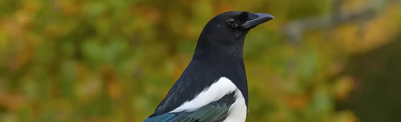 Pie bavarde. Plumage noir et blanc avec des reflets métalliques sur les ailes et sur la très longue queue, qu'il agite souvent.