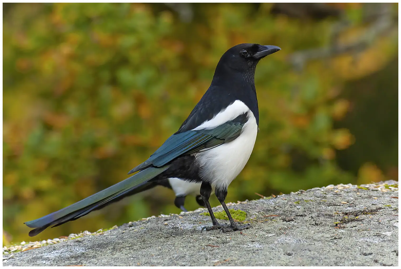Pie bavarde. Plumage noir et blanc avec des reflets métalliques sur les ailes et sur la très longue queue, qu'il agite souvent.