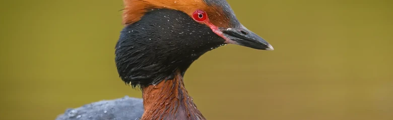 Grèbe esclavon. Plumes ornementales orange sur la tête, collier noir et yeux entièrement rouges.