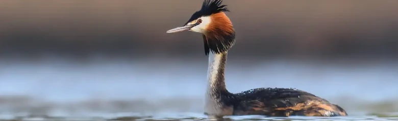Grèbe huppé. Crête noire qui se prolonge vers l'arrière par deux pointes de plumes foncées qui ressemblent à des oreilles, et un collier de gorge brun rougeâtre.