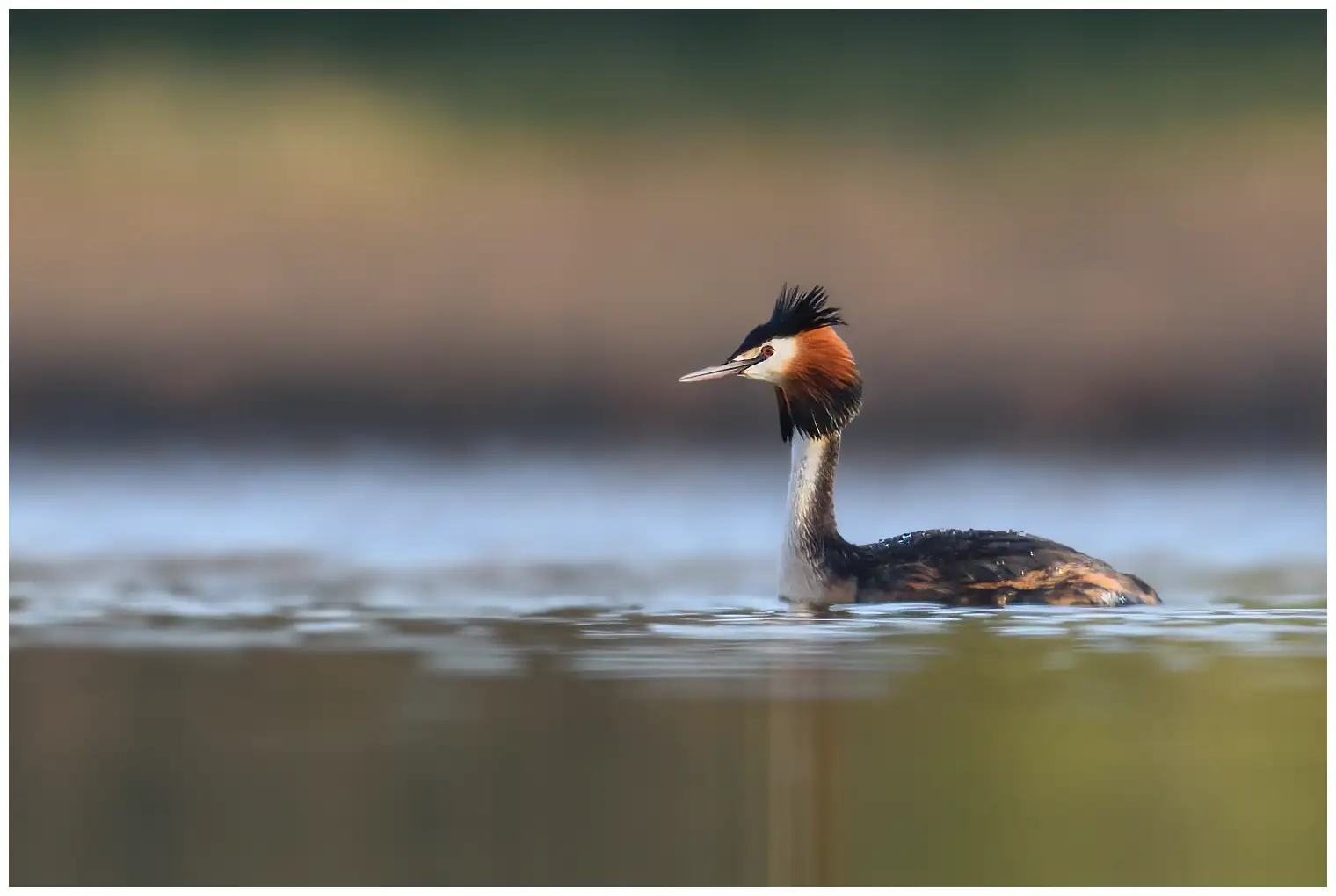 Grèbe huppé. Crête noire qui se prolonge vers l'arrière par deux pointes de plumes foncées qui ressemblent à des oreilles, et un collier de gorge brun rougeâtre.