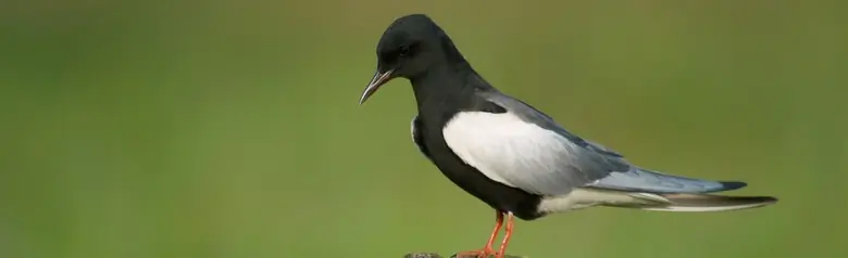 Guifette leucoptère