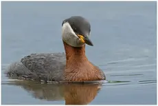 Grèbe jougris