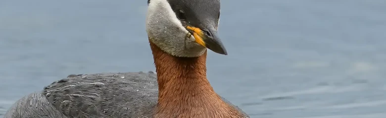 Grèbe jougris. La gorge est rouge rouille, les joues sont grises et le bec est foncé avec une base jaune. La calotte noire recouvre les yeux.