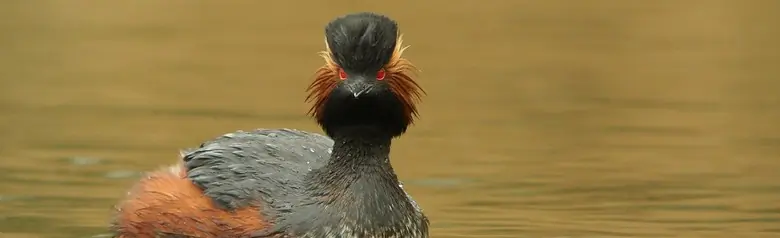 Grèbe à cou noir. Noir sur le dos, le cou et la tête. Il a des plumes d'oreilles jaunes distinctives et des yeux rouges.