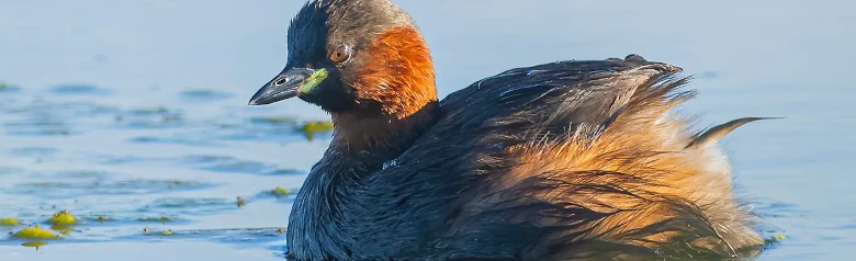 Grèbe castagneux. L'oiseau est sombre et présente des taches jaunes distinctes aux coins de la bouche. Il n'a pas le plumage de tête des autres grèbes huppés.