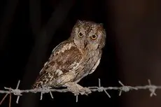Petit-duc scops