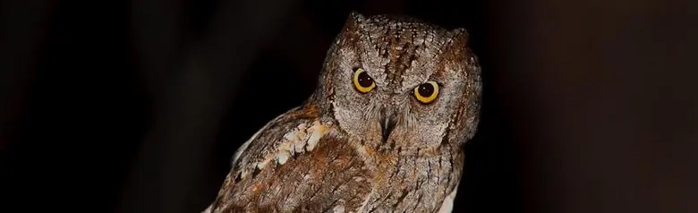 Petit-duc scops