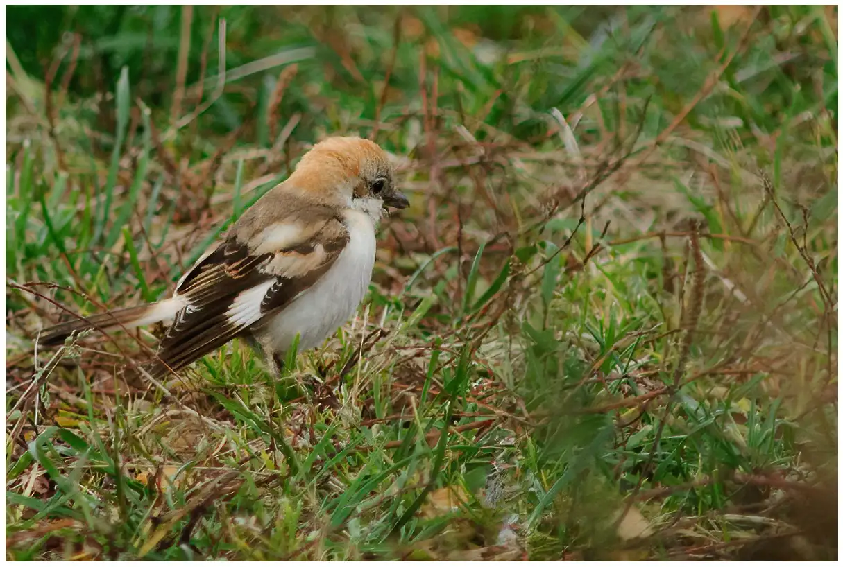 Pie-grièche à tête rousse