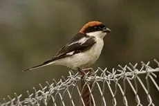 Pie-grièche à tête rousse