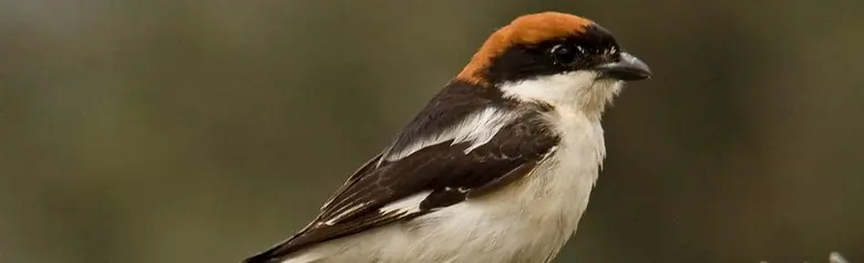 Pie-grièche à tête rousse