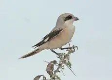 Pie-grièche à poitrine rose