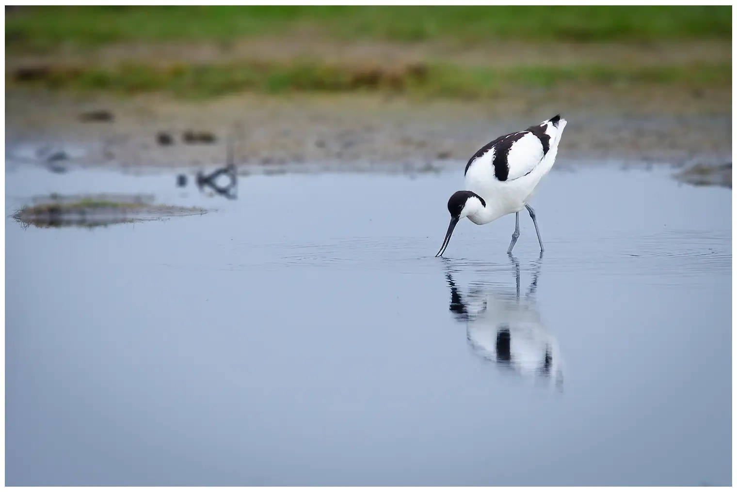 Avocette élégante