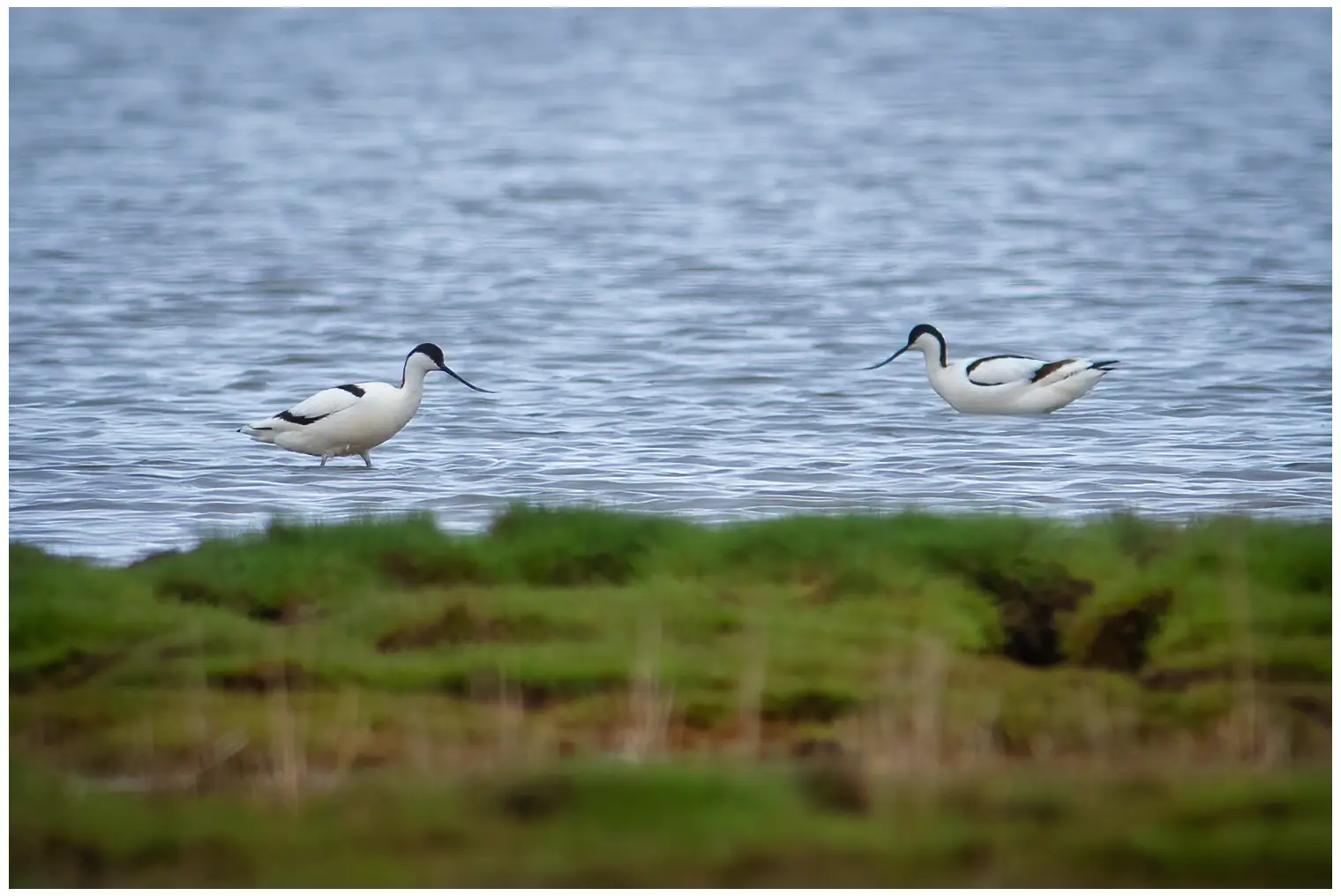 Avocette élégante