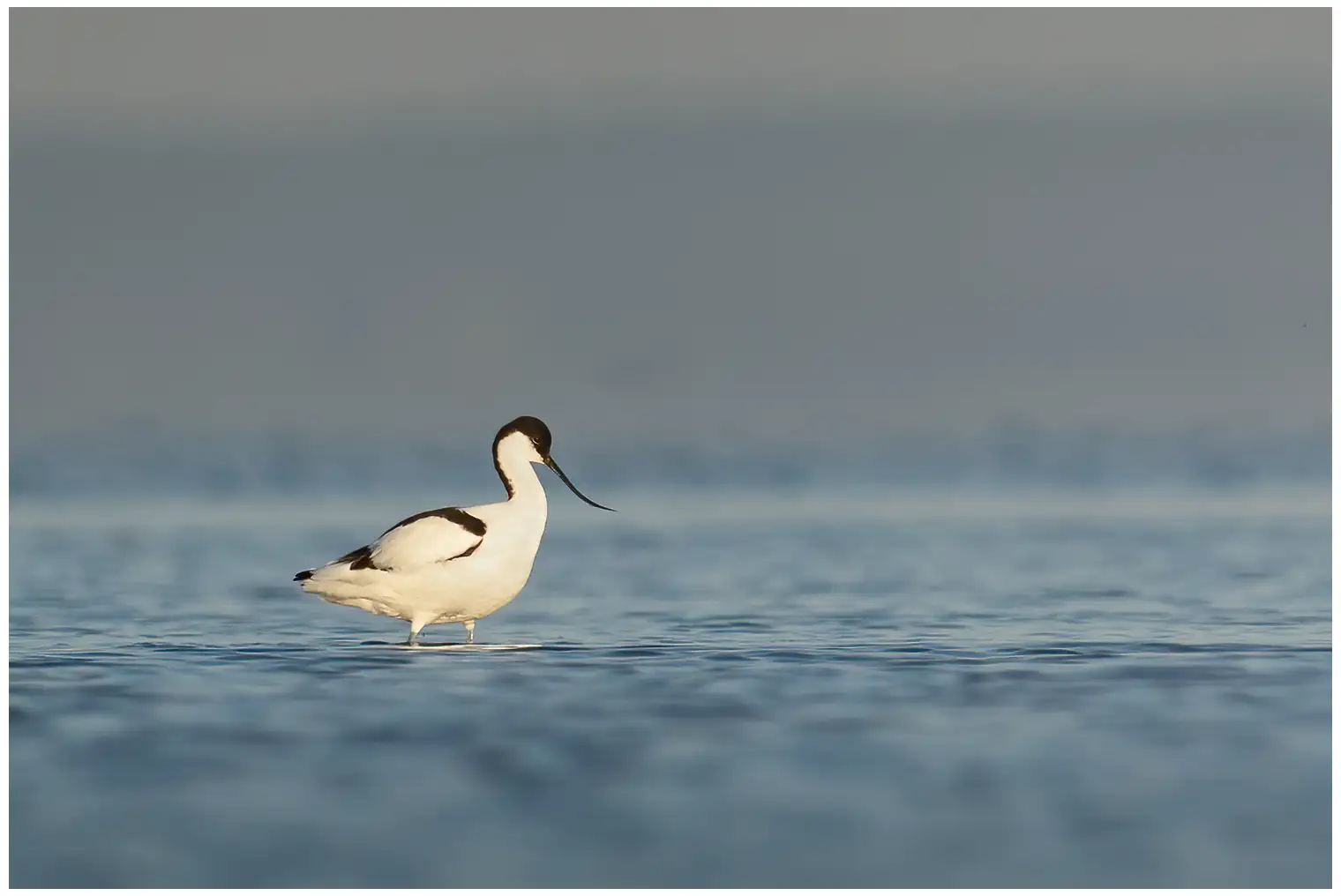 Avocette élégante